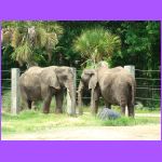 2 Elephants.jpg